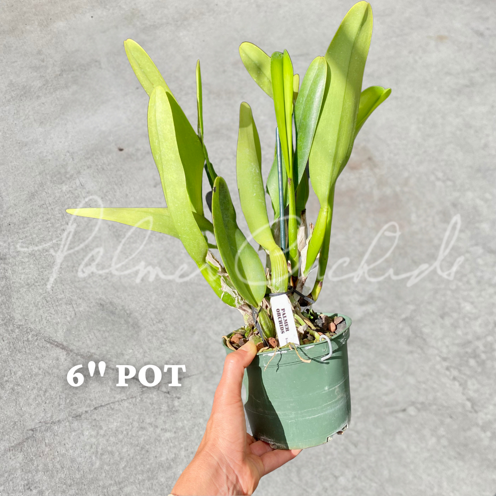 世界の野生蘭ORCHIDATLAS VOL.8 Dr.KOJI KARASAWA 世界の野生蘭ORCHIDATLAS VOL.8 Dr.KOJI KARASAWA - メルカリ